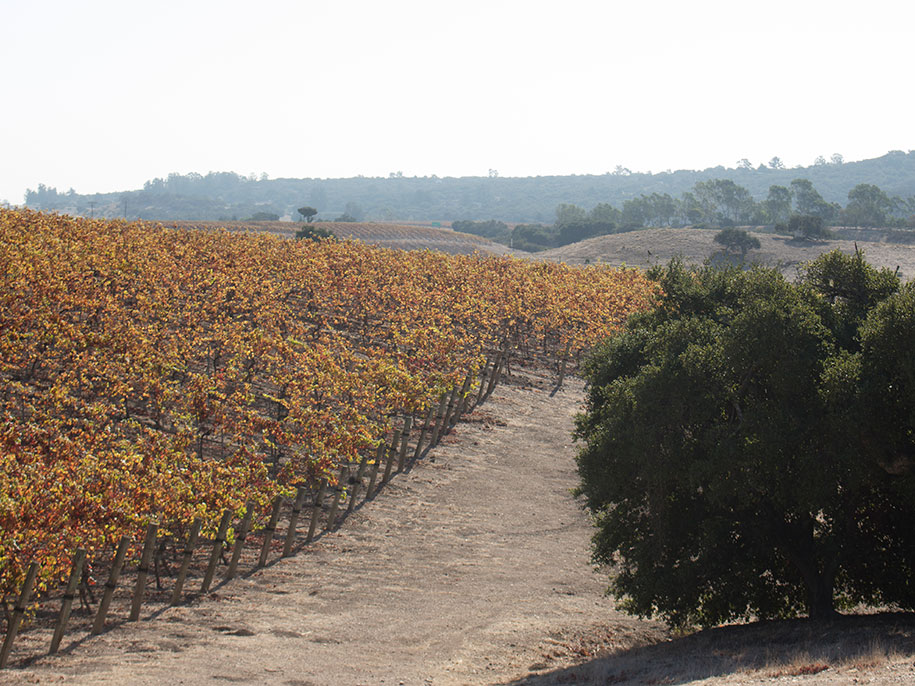 Arroyo Grande Valley