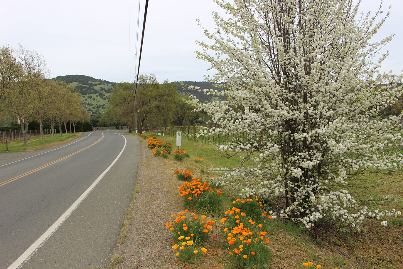 Oakville and Rutherford