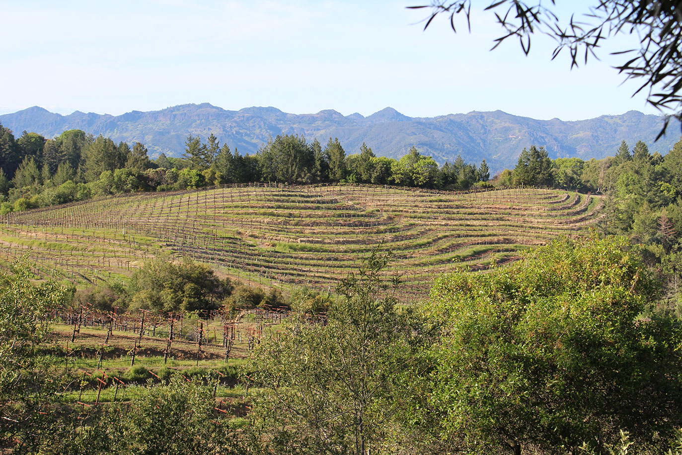 St. Helena, Spring Mt.